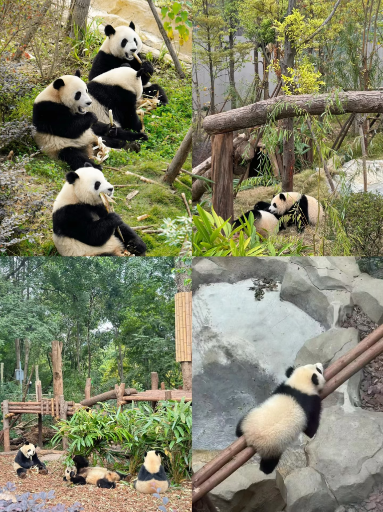 Pandas in natural habitat