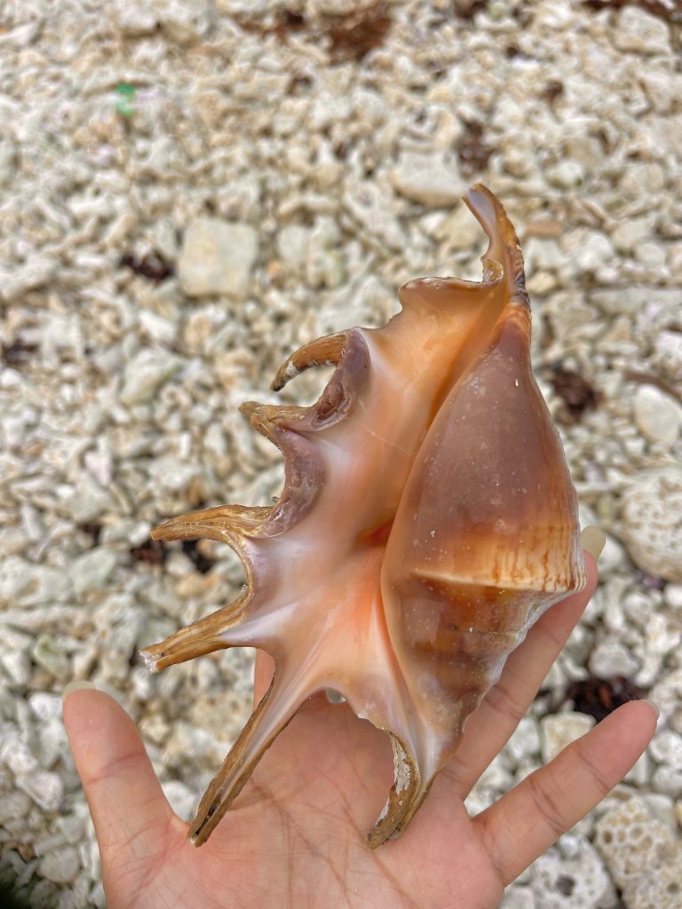 Violet seashell on sand
