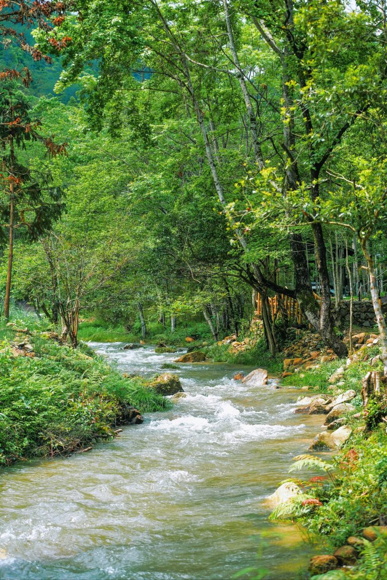 Clear stream flowing through dense forest