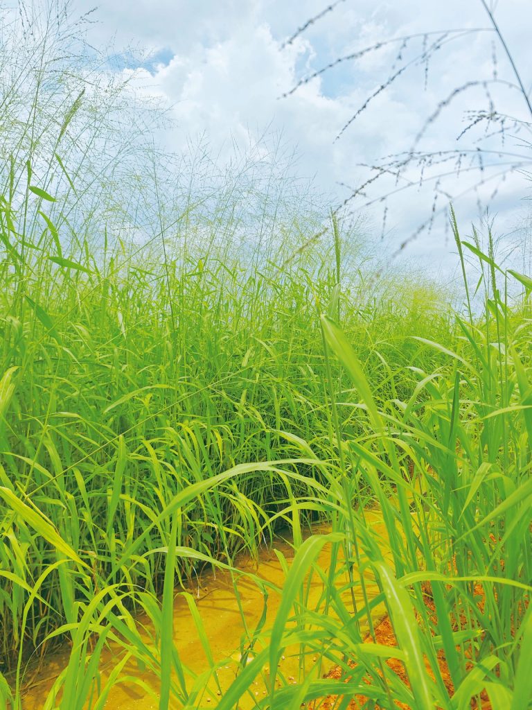 Green rice fields under blue sky