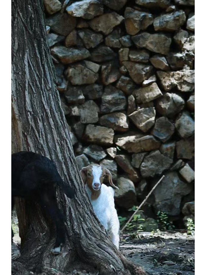 Goat near a tree with stone wall background