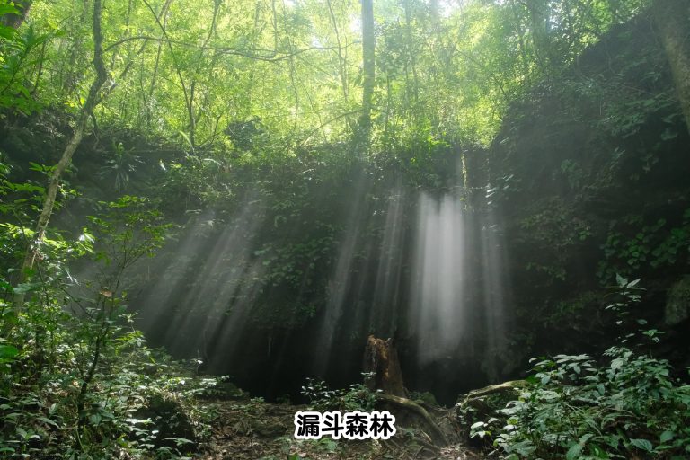 Sunlight through forest canopy