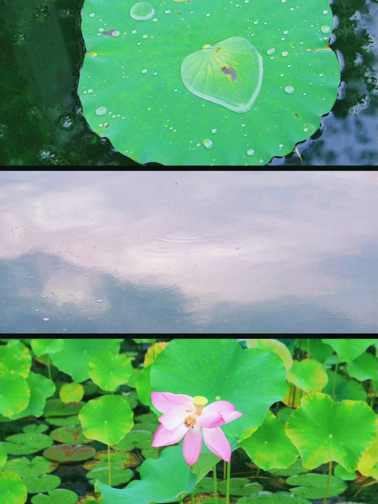 Lotus pond scenery