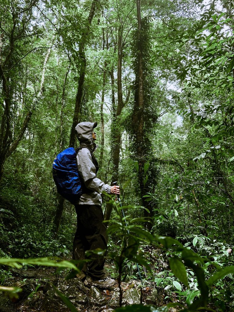 Hiker in dense forest