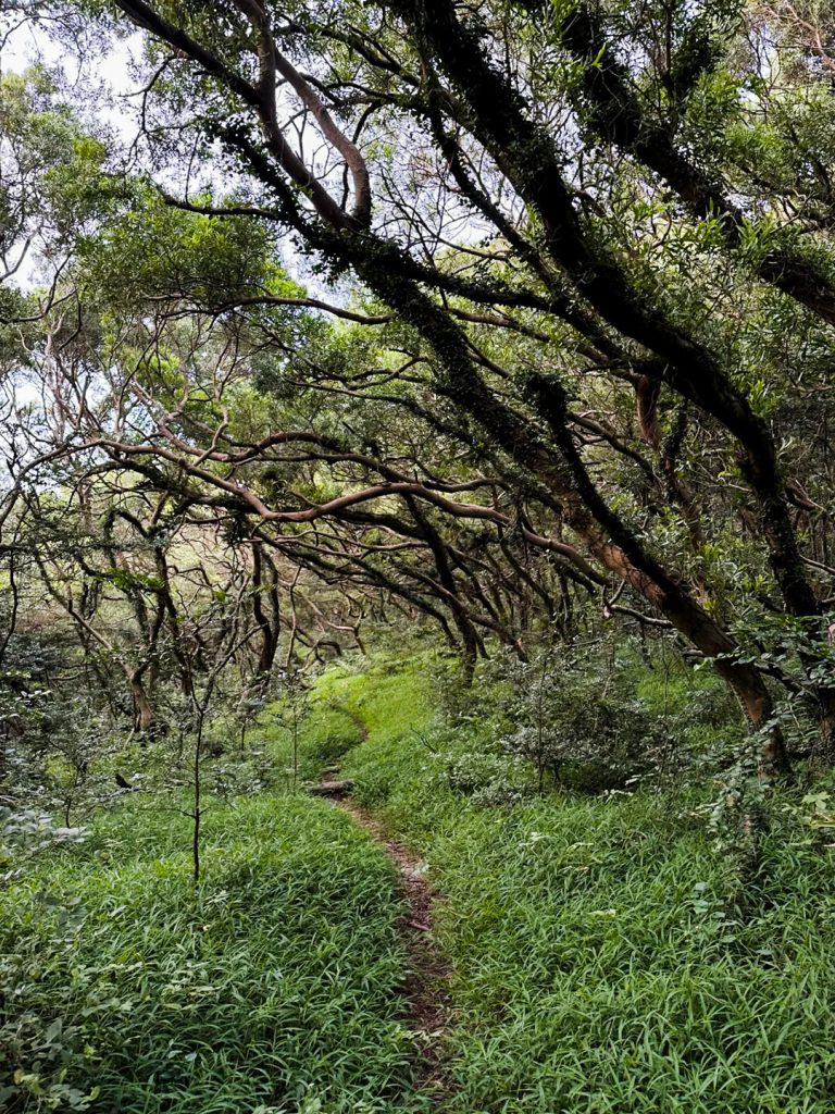 Forest trail with mossy trees