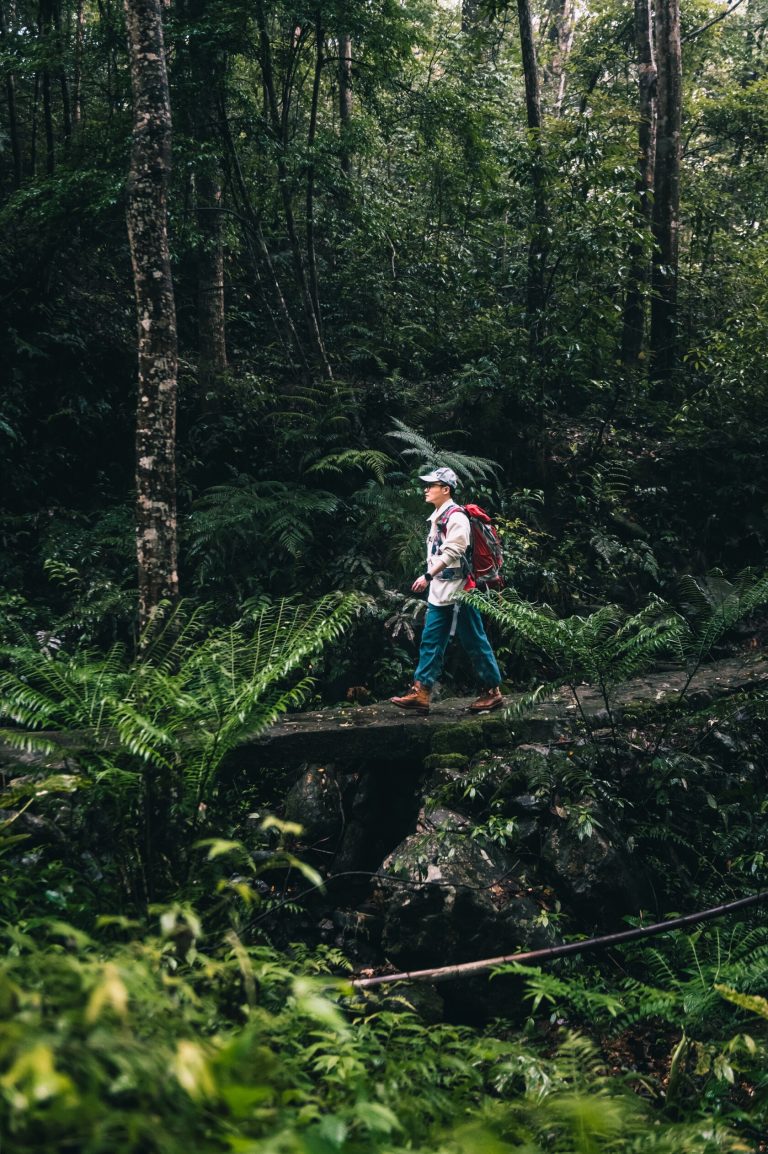 Hiker in lush forest