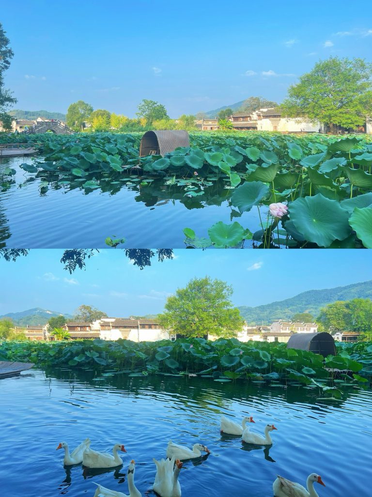 Lotus pond with geese and village backdrop