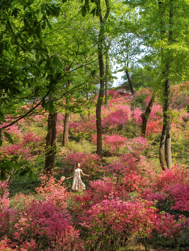Person in floral dress amidst pink blossom field