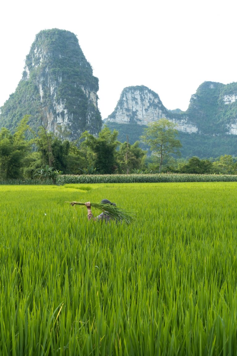 Farmer carrying harvest in rice fields