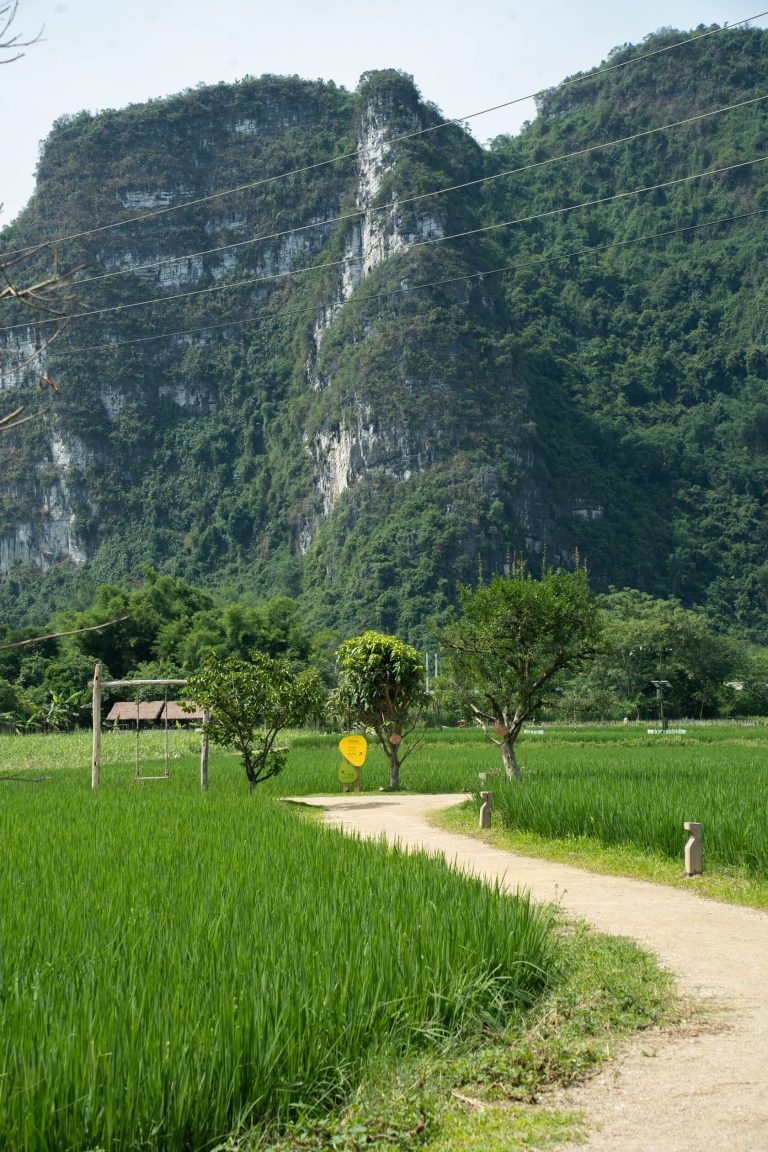 Rural landscape with mountains and rice fields