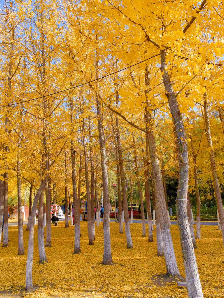 Autumn ginkgo tree canopy