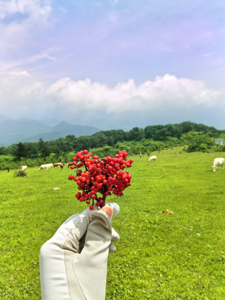Cows grazing in mountain meadow