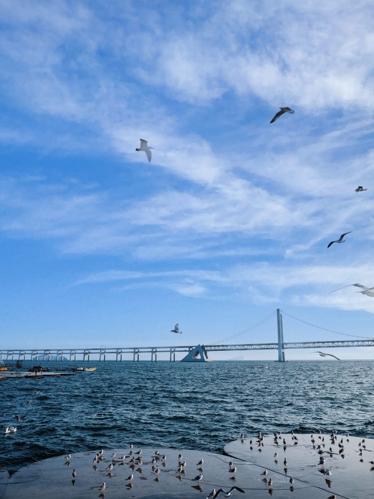 Seabirds flying over bridge