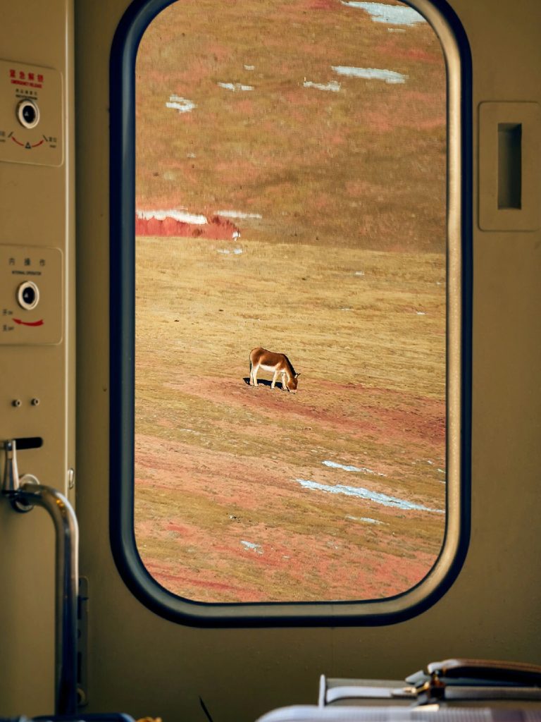 Wild animal seen from train