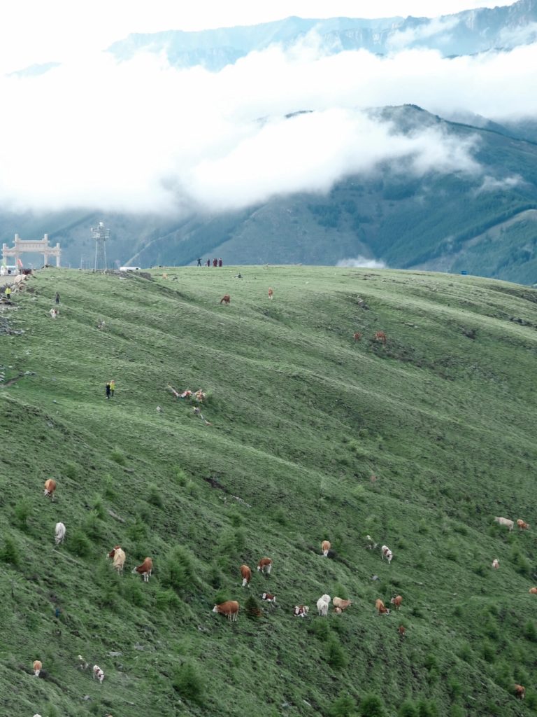 Cows grazing on Wutai Mountain meadows