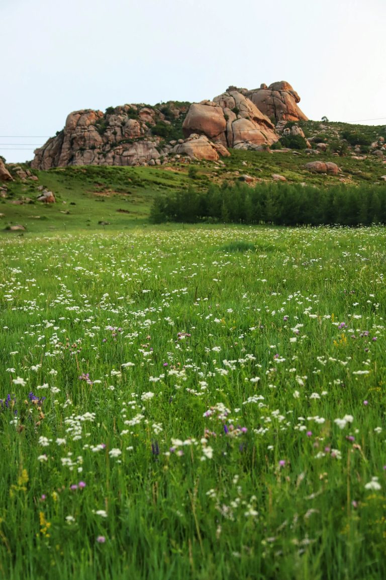 Field of wildflowers with large rocky hills in the background