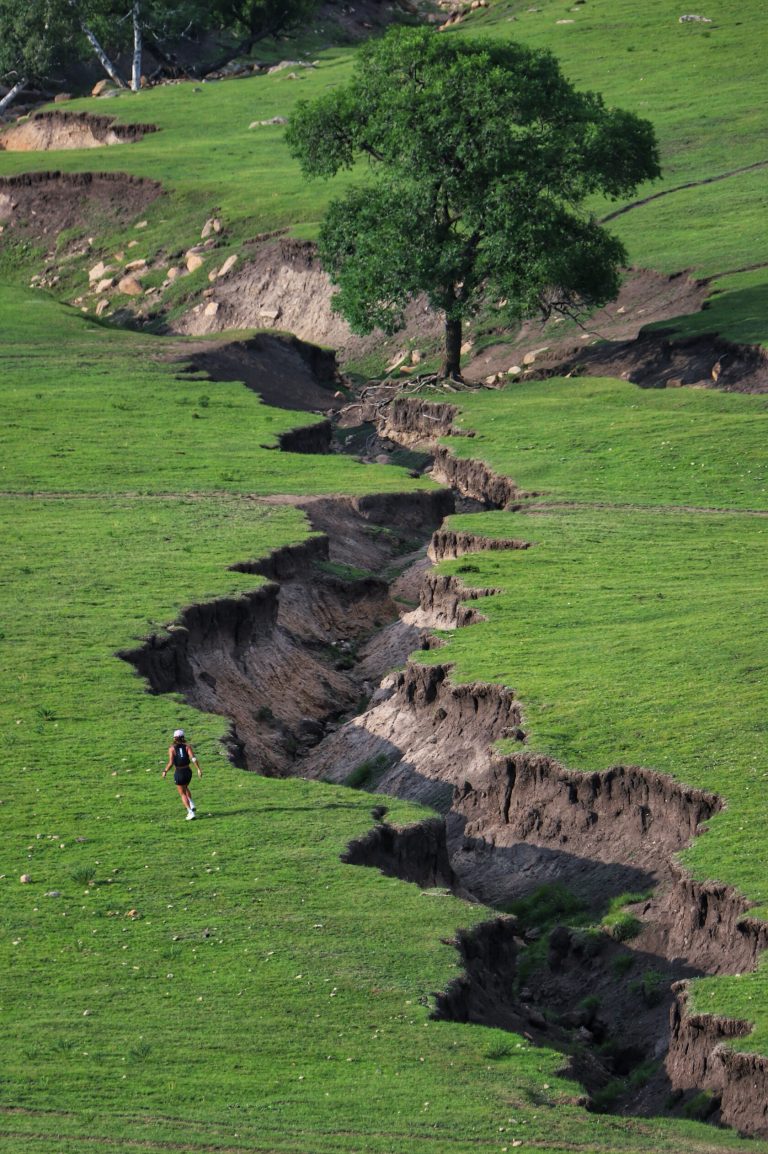 Green grasslands with soil erosion patterns and a solitary tree