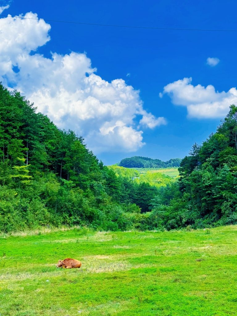 Brown cow resting on green grass with forest and blue sky in background