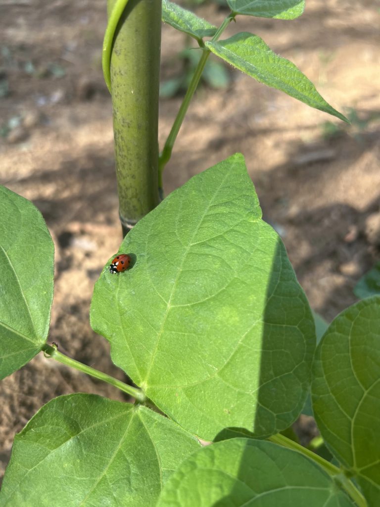 Green plant leaf with a ladybug on it, set against soil