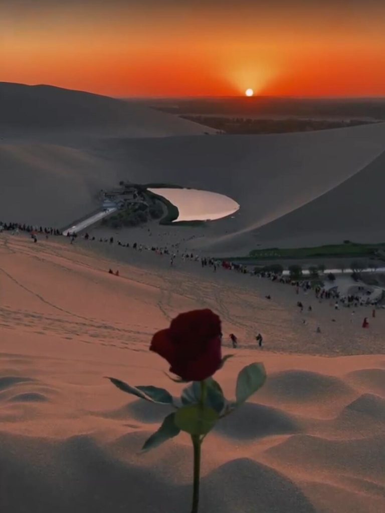 Desert sunset with rose