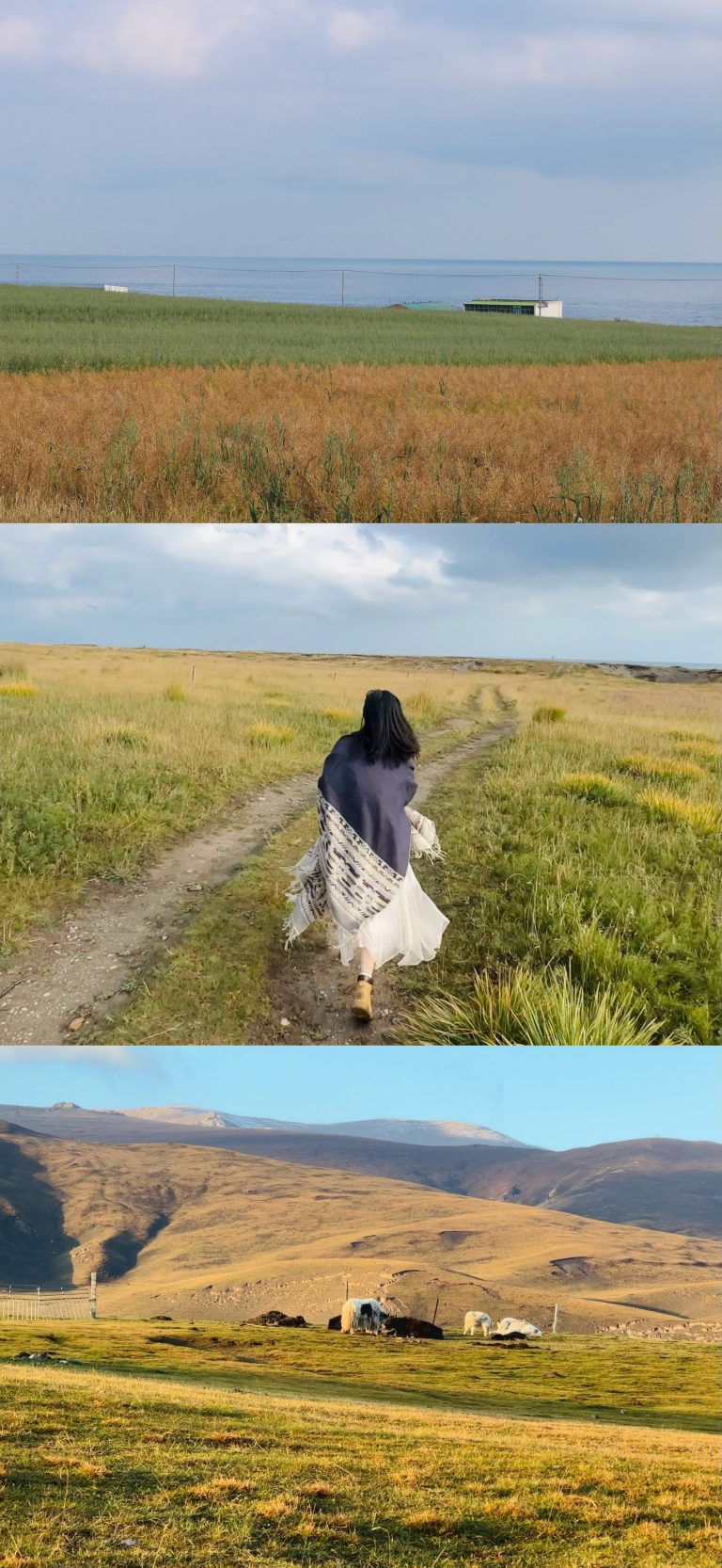 Pastoral landscapes near Qinghai Lake