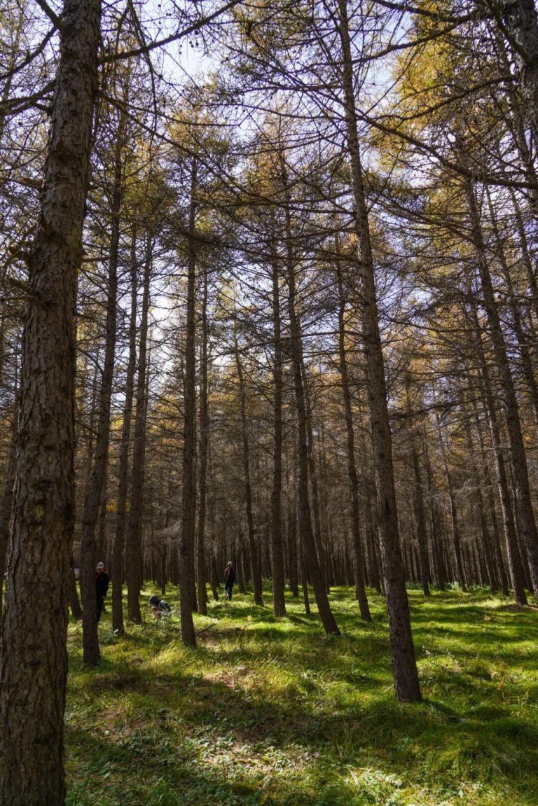 Forest path on a Jing-Jin-Ji Hiking Adventure