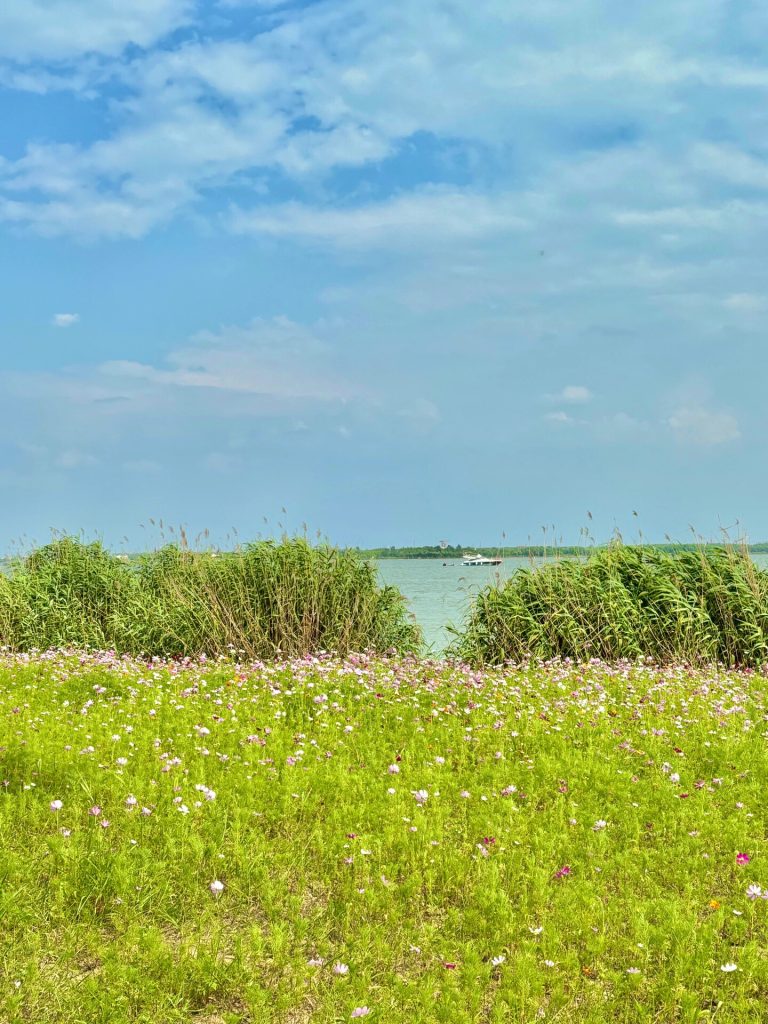 Chongming wetland flowers