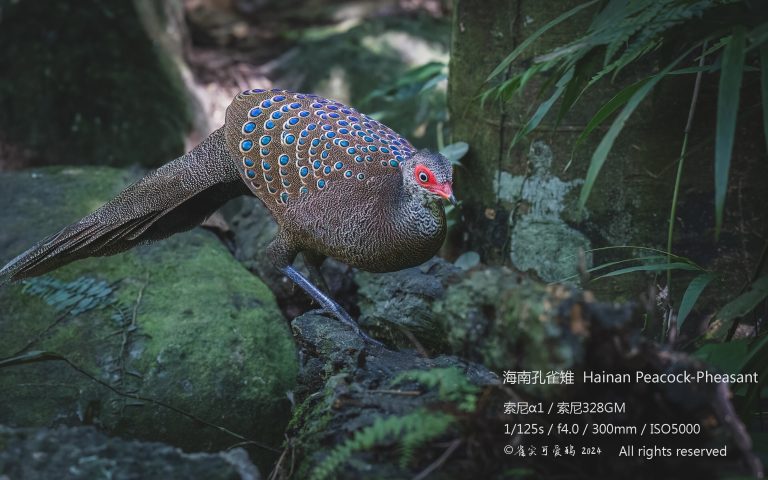 Hainan Tropical Rainforest Adventure with rare peacock-pheasant