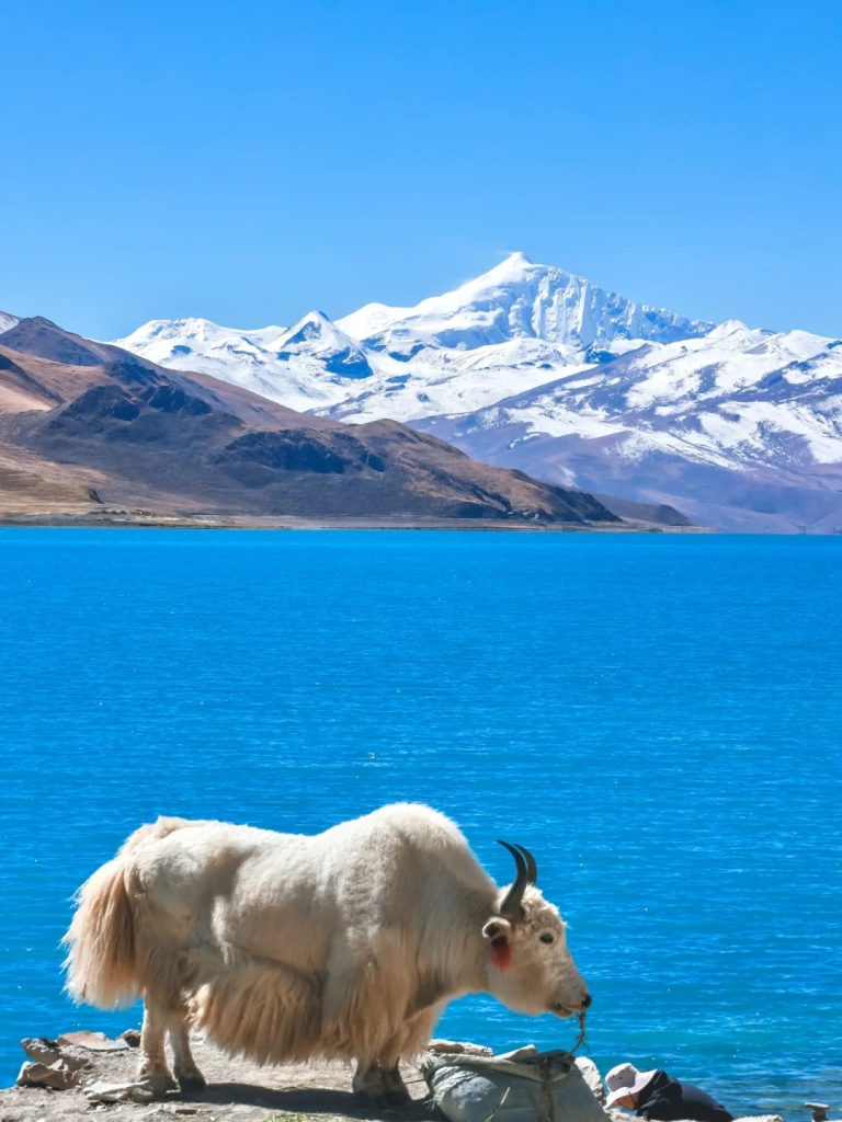 Tibet high altitude trekking base camp