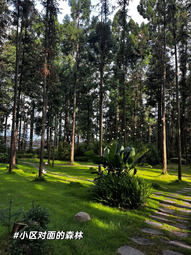 Dali digital nomad forest workspace