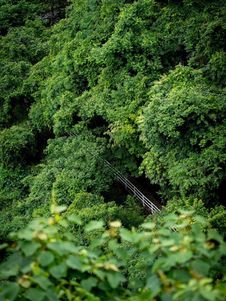 Lush green pathways winding through dense forest, a moment of natural tranquility during the Northwest China Odyssey.
